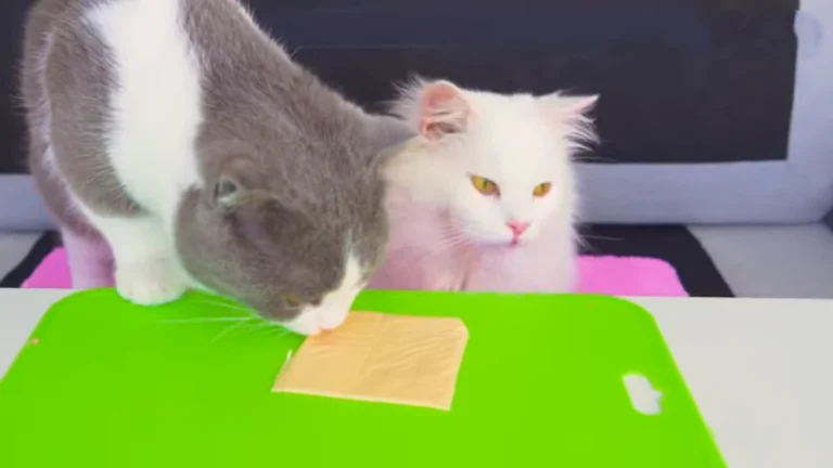 Can Cats Eat Cheese