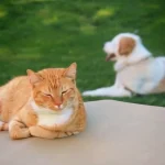 Can Cats Eat Dog Food