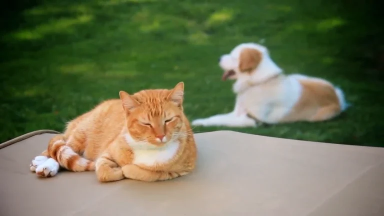 Can Cats Eat Dog Food