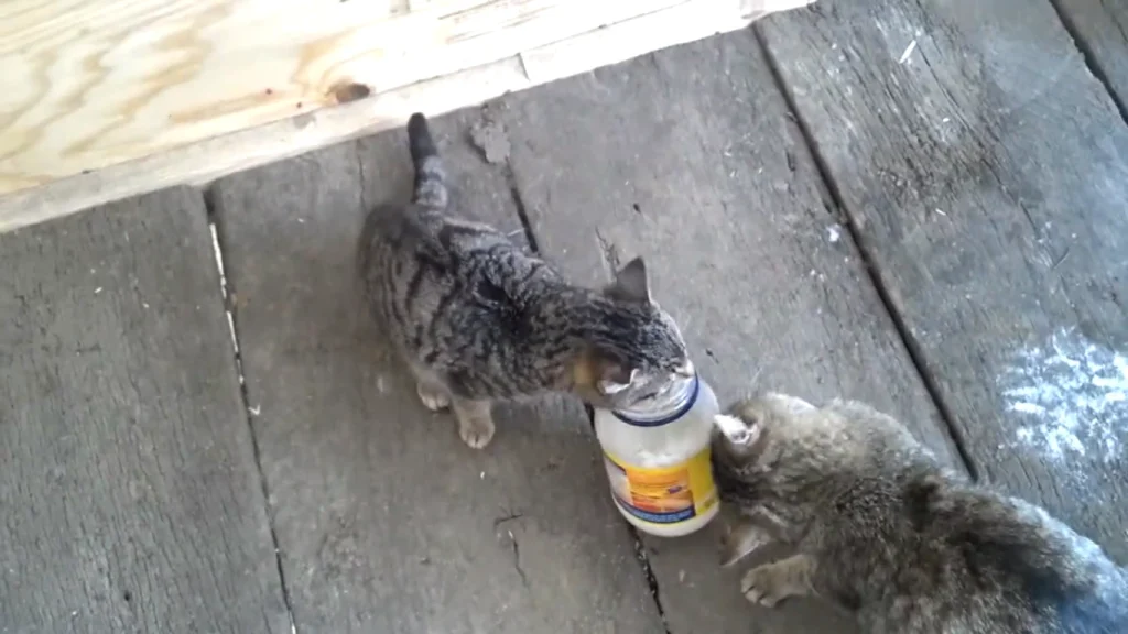 Can Cats Eat Mayo