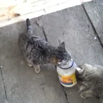 Can Cats Eat Mayo