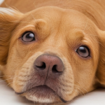 Ear Mites In Dogs