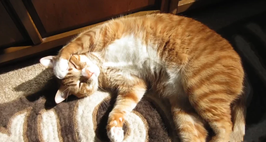 what percentage of ginger cats are male