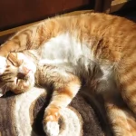 what percentage of ginger cats are male