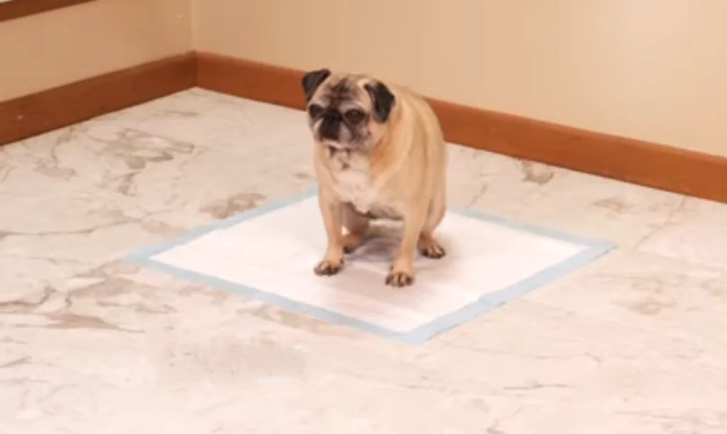 How To Stop Dogs From Peeing In The House