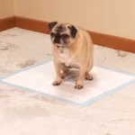 How To Stop Dogs From Peeing In The House