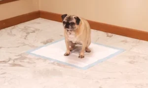 How To Stop Dogs From Peeing In The House