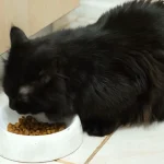 how to feed a cat