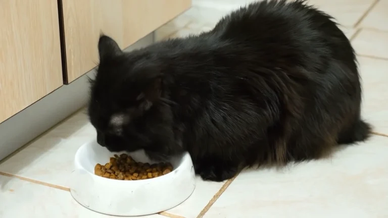 how to feed a cat