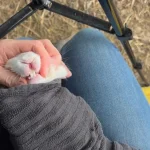 overgrown teeth in rabbit