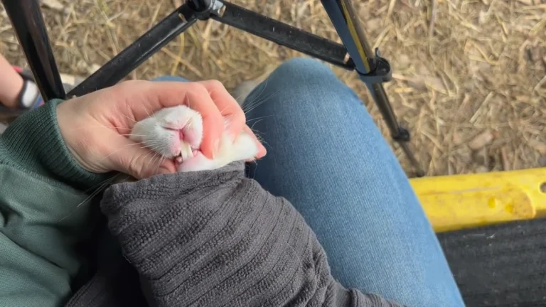 overgrown teeth in rabbit