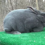 Pregnancy In Rabbits