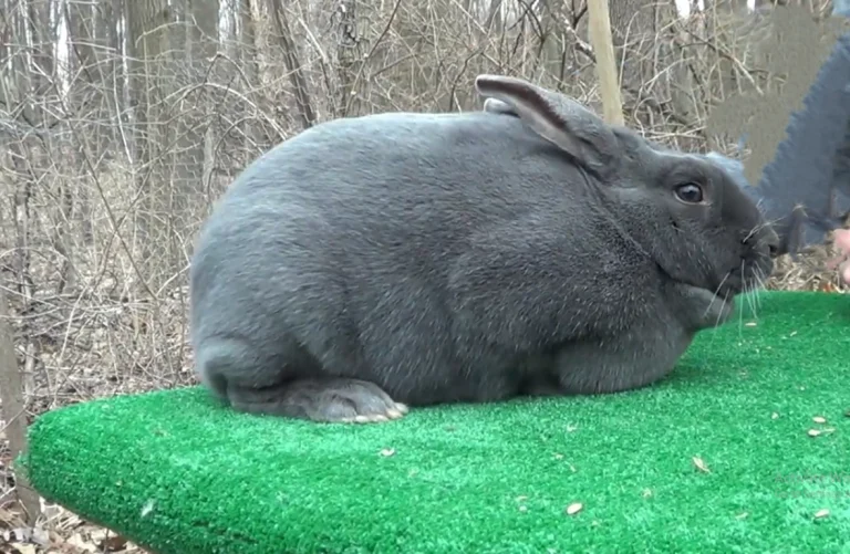 Pregnancy In Rabbits