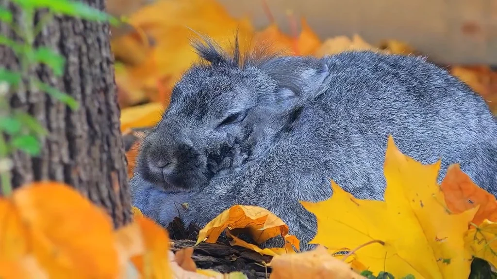 Reasons Rabbits Are The Best Pets For Introverts