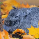 Reasons Rabbits Are The Best Pets For Introverts