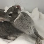 Seizures in Rabbits