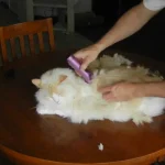 should i shave my cat