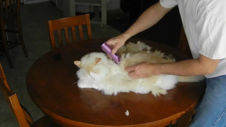 should i shave my cat