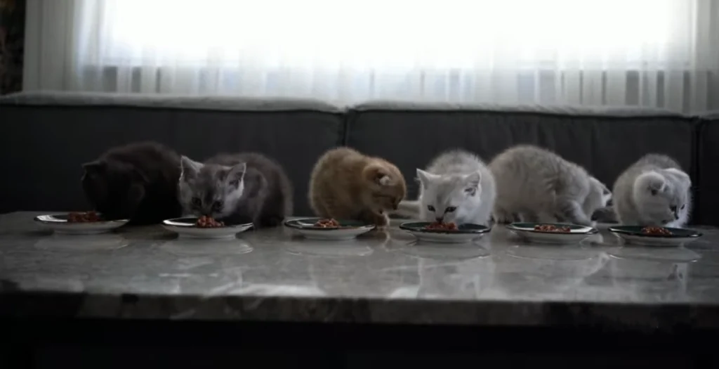 Tips On Feeding A Kitten