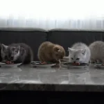 Tips On Feeding A Kitten