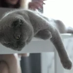 tips for happy and healthy cat