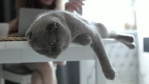 tips for happy and healthy cat