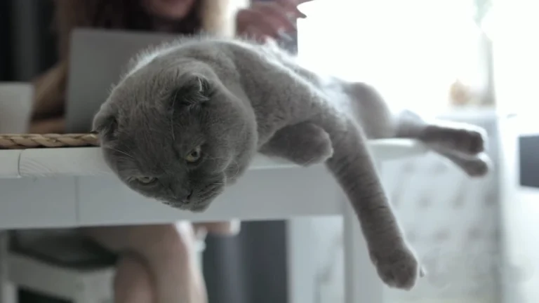 tips for happy and healthy cat