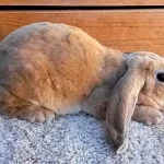 Velveteen Lop Rabbit