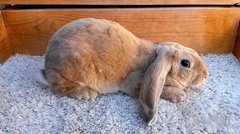 Velveteen Lop Rabbit