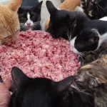 What Raw Meat Can Cats Eat