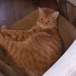 Why Ginger Cats Are Friendliest