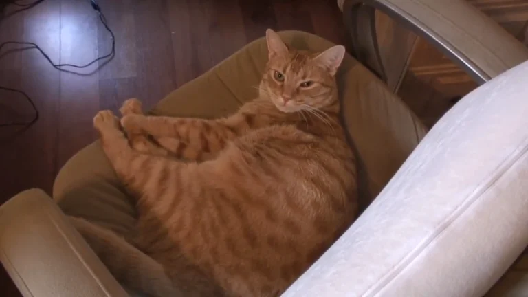 Why Ginger Cats Are Friendliest