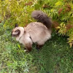 Cats Territory Marking