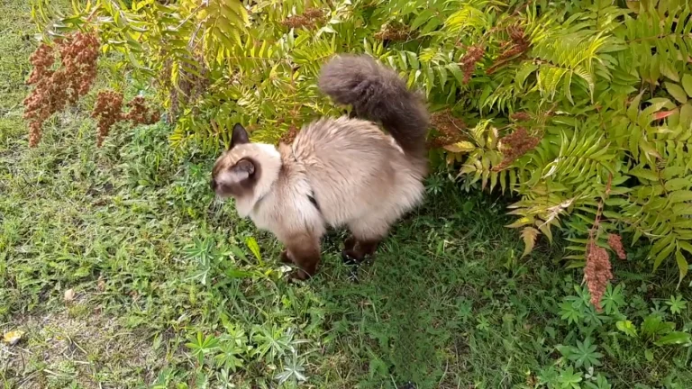 Cats Territory Marking