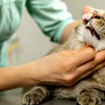 dental disease in cats