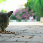 how-much-and-how-often-should-you-feed-your-cat