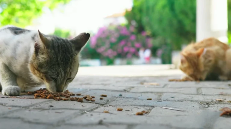 how-much-and-how-often-should-you-feed-your-cat