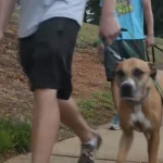 How Often Should You Walk Your Dog