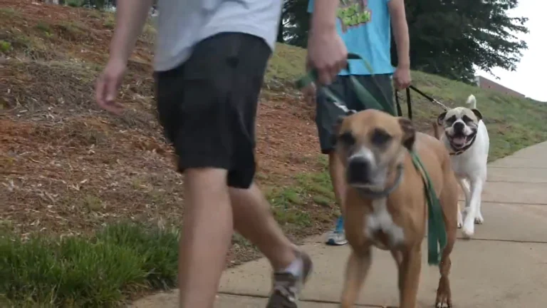 How Often Should You Walk Your Dog