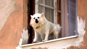 how to stop your dog from barking