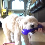 How To Train A Puppy