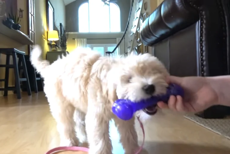 How To Train A Puppy