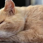 signs of aging in cats