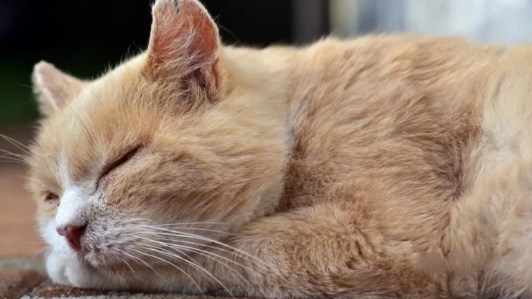 signs of aging in cats