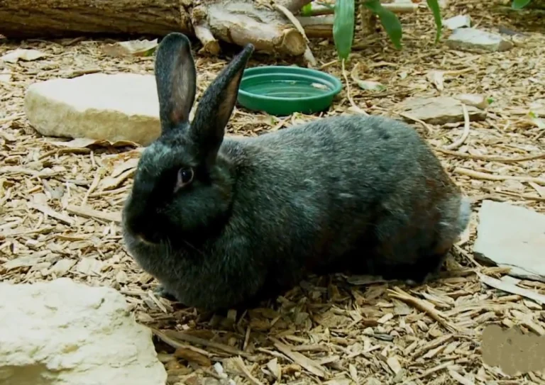 how to care for a pet silver fox rabbit