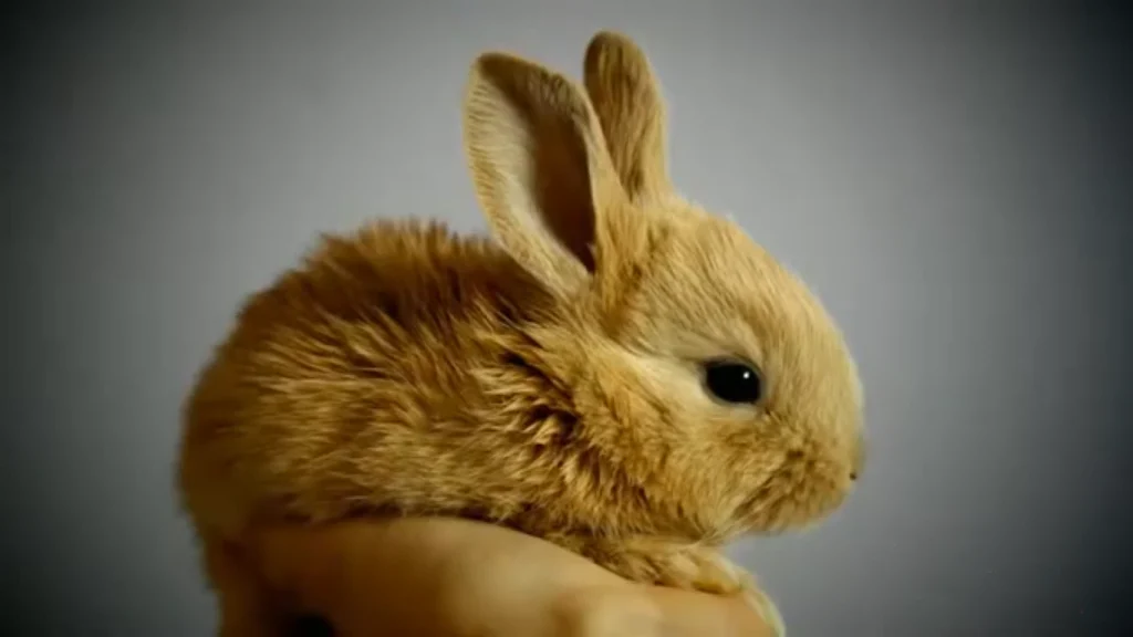 Sounds That Rabbits Make And What They Mean