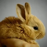 Sounds That Rabbits Make And What They Mean