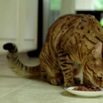 what do cats like to eat