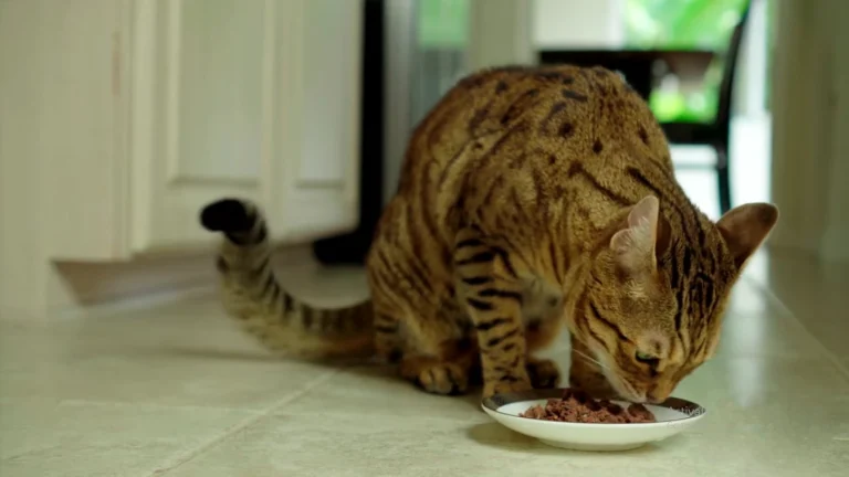 what do cats like to eat