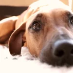 Why Dogs Cry At Night